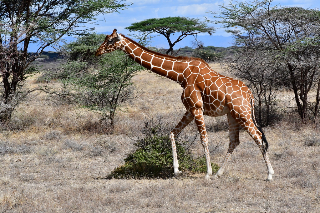 Buffalo Springs Nat. Reserve